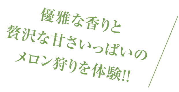 優雅な香りと贅沢な甘さいっぱいのメロン狩りを体験！！